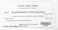 Cladosporium punctulatum image